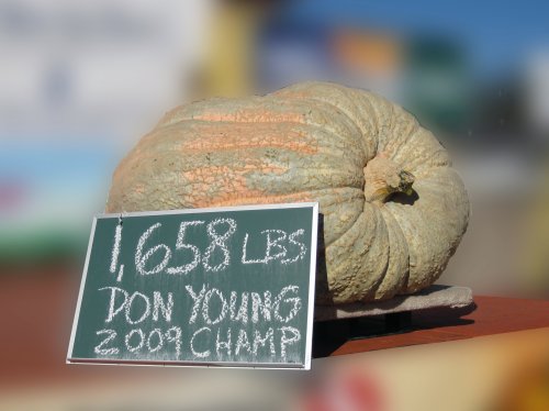 Pumpkin Winner 2009.jpg