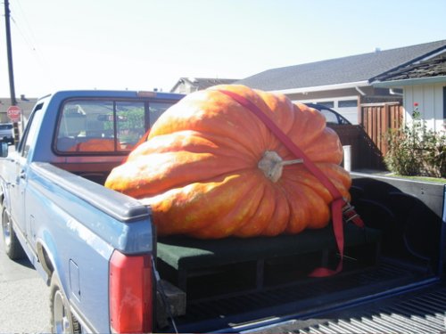 Pumpkin in Green Truck_01.JPG