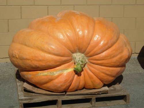 Pumpkin on Pallette.JPG