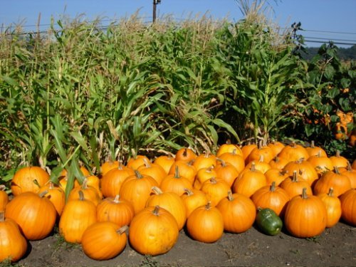 Pumpkins in Corn Field.JPG