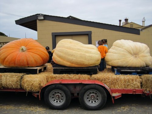 Pumpkins on Flatbed Truck 2009.JPG